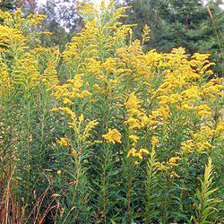 Goldenrod